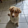 Benji