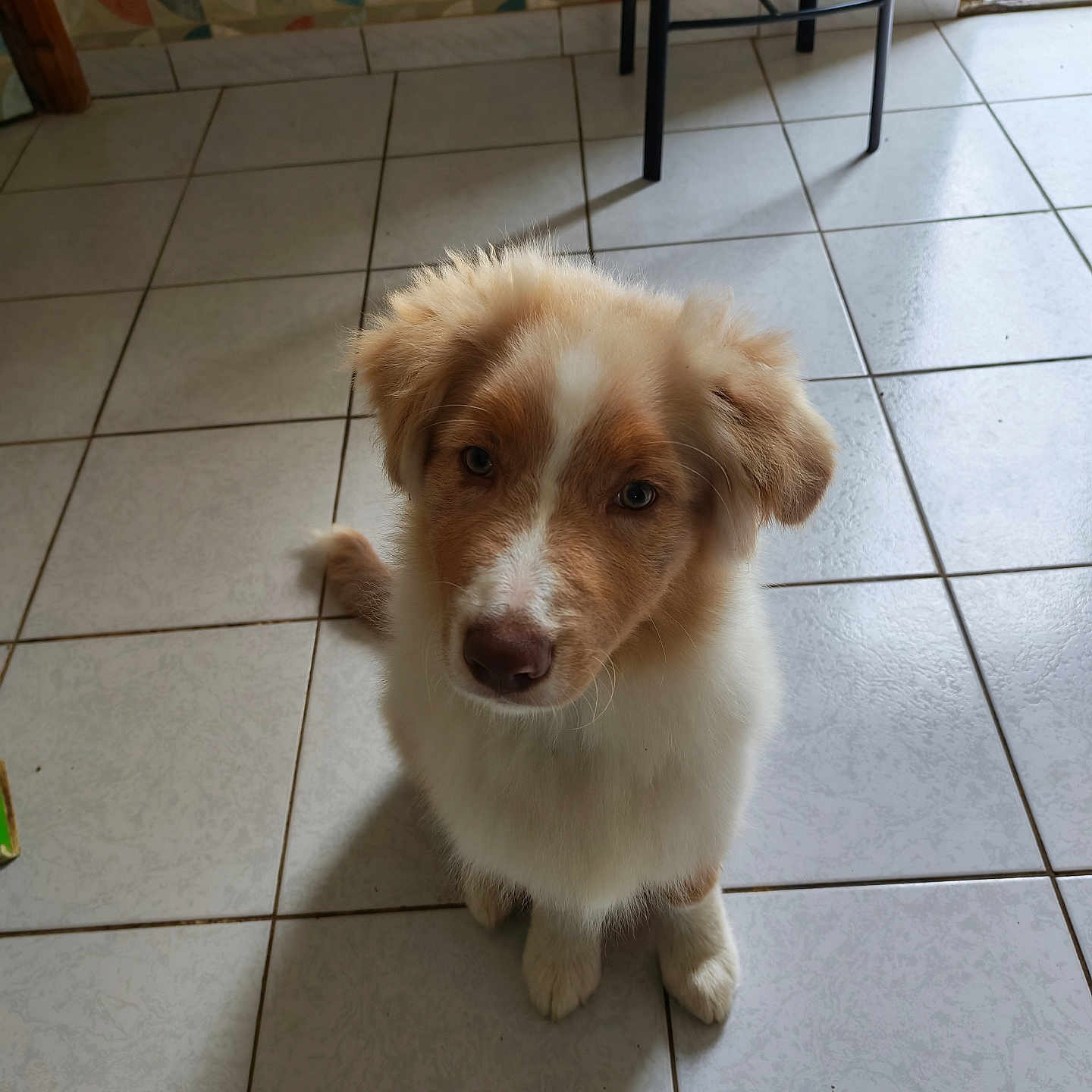 Benji