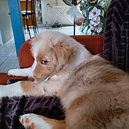Benji participe au concours pour gagner de l'argent avec cette photo : dog, puppy, couch, blanket, indoor, fan, flowers, furniture, window, relaxing, pet, fur, paw, side_view, brown, white, living_room, cozy, resting, domestic_animal