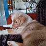 dog, puppy, couch, blanket, indoor, fan, flowers, furniture, window, relaxing, pet, fur, paw, side_view, brown, white, living_room, cozy, resting, domestic_animal