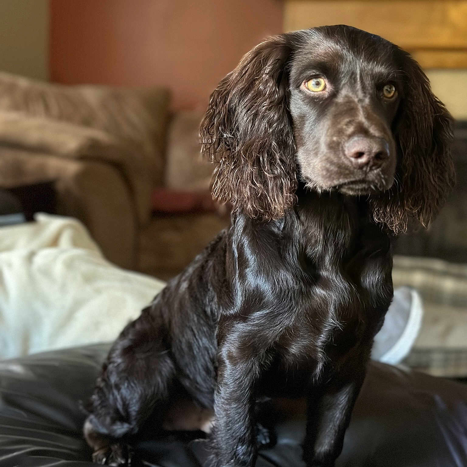 Monty