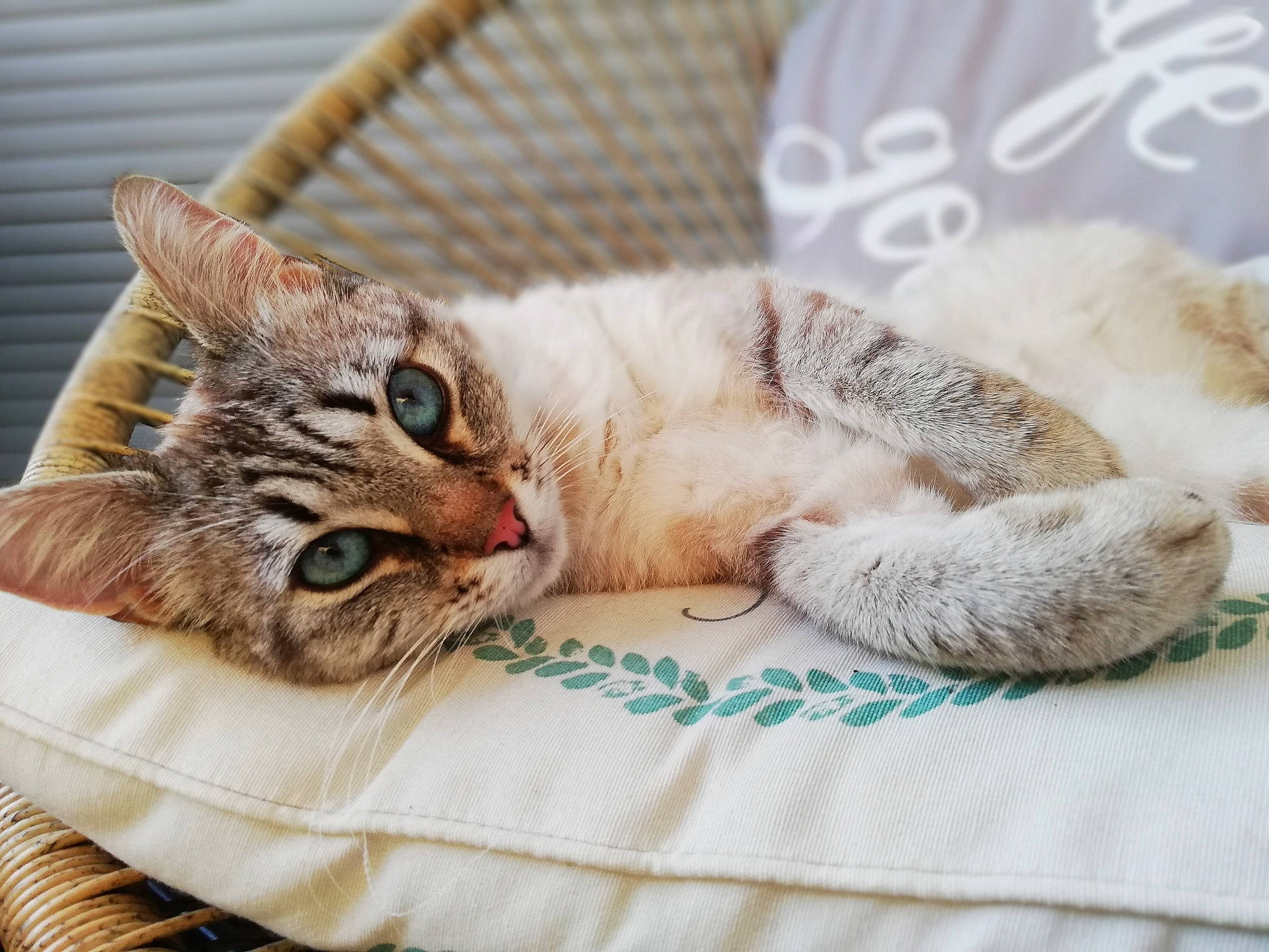 Michèle participe au concours pour gagner de l'argent avec cette photo : aegean_cat, american_shorthair, american_wirehair, asian, australian_mist, carnivore, cat, domestic_short_haired_cat, dragon_li, ear, european_shorthair, felidae, fur, kitten, nap, paw, singapura, small_to_medium_sized_cats, tabby_cat, whiskers