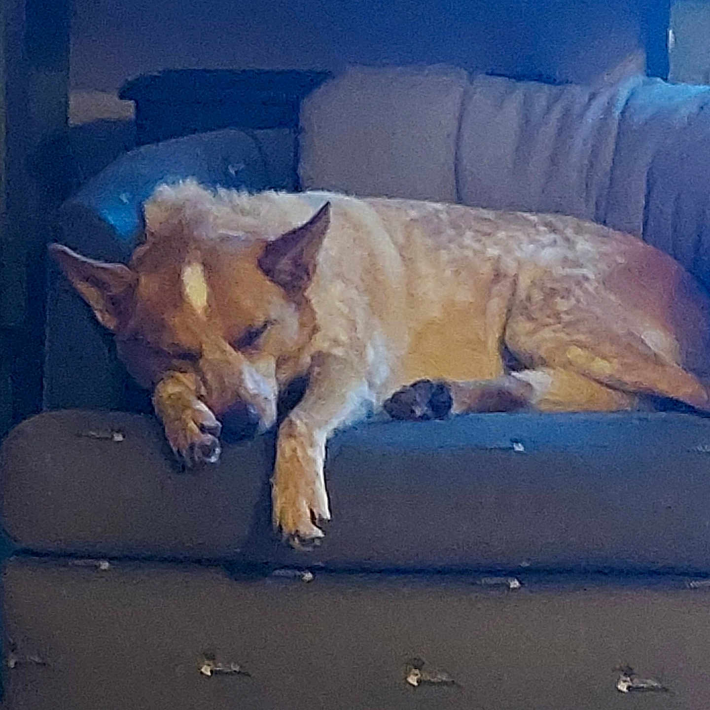 Merica joined the competition — help win amazing prizes! animal, blanket, brown, canine, comfort, couch, cozy, dog, domestic, fur, furniture, household, indoor, paw, pet, quiet, relaxation, resting, sleeping, white