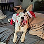 animal, bed, blanket, companion, cozy, cute, dog, festive, holiday, indoor, man, pet, playful, plush_doll, relaxed, resting, santa_hat, shirtless, tongue_out, white_dog