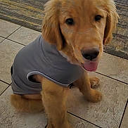 Finn joined the competition — help win amazing prizes! animal, canine, carpet, cute, dog, domestic, ears, fur, golden_retriever, gray_shirt, household, indoor, legs, looking_up, pet, puppy, sitting, tile_floor, tongue_out, young_dog