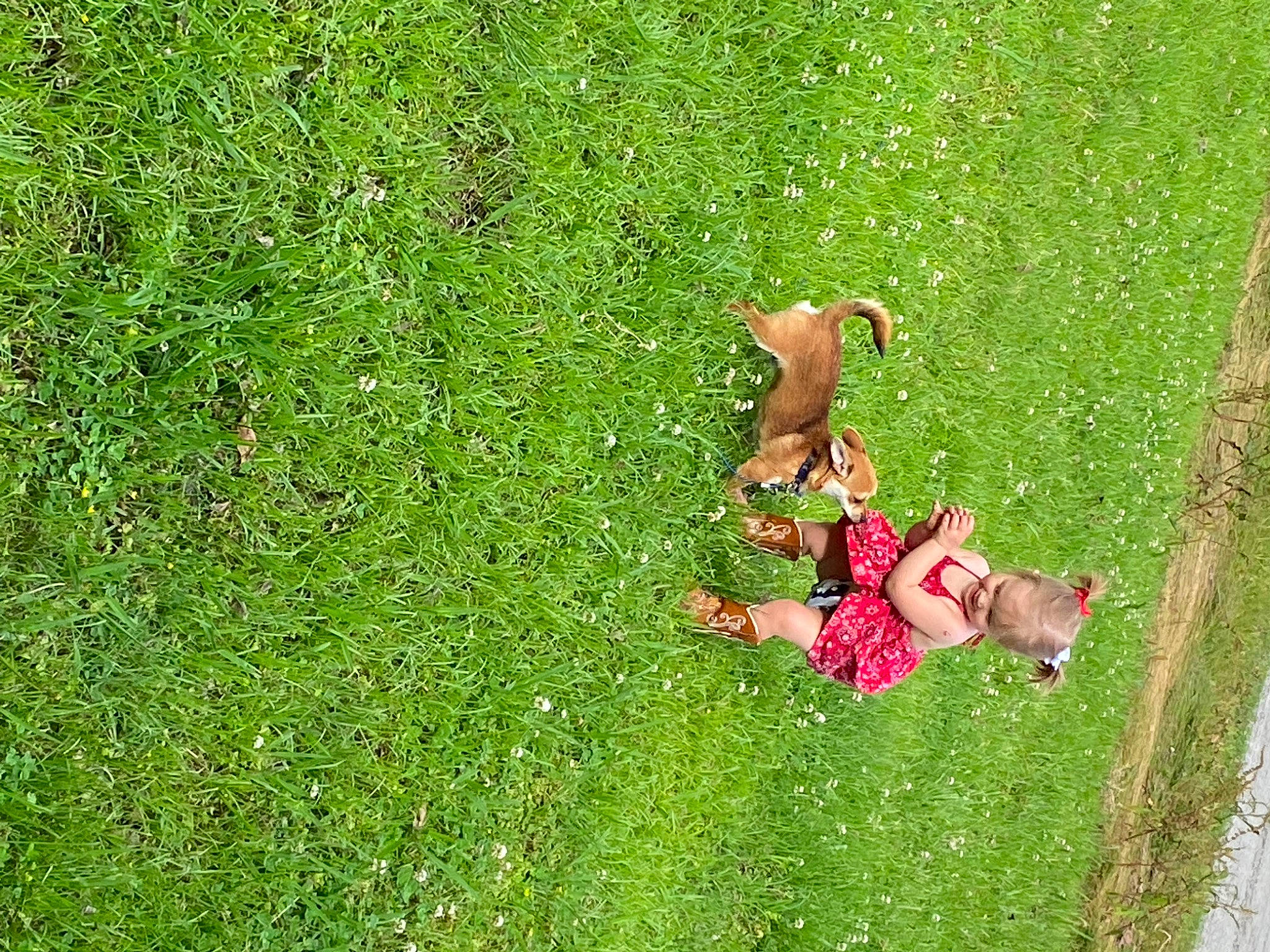 Mason is registered to the contest to win money with this photo: artificial_turf, field, fun, garden, grass, grass_family, grassland, groundcover, happy, landscape, lawn, leisure, pasture, people_in_nature, person, plant, recreation, shrub, toddler, toy