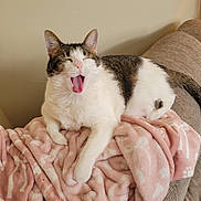 Oliver is registered to the contest to win money with this photo: cat, yawning, blanket, pink, paw_print, couch, indoor, feline, pet, resting, fur, white, tabby, animal, cute, cozy, relaxed, home, sleepy, mammal