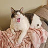 cat, yawning, blanket, pink, paw_print, couch, indoor, feline, pet, resting, fur, white, tabby, animal, cute, cozy, relaxed, home, sleepy, mammal