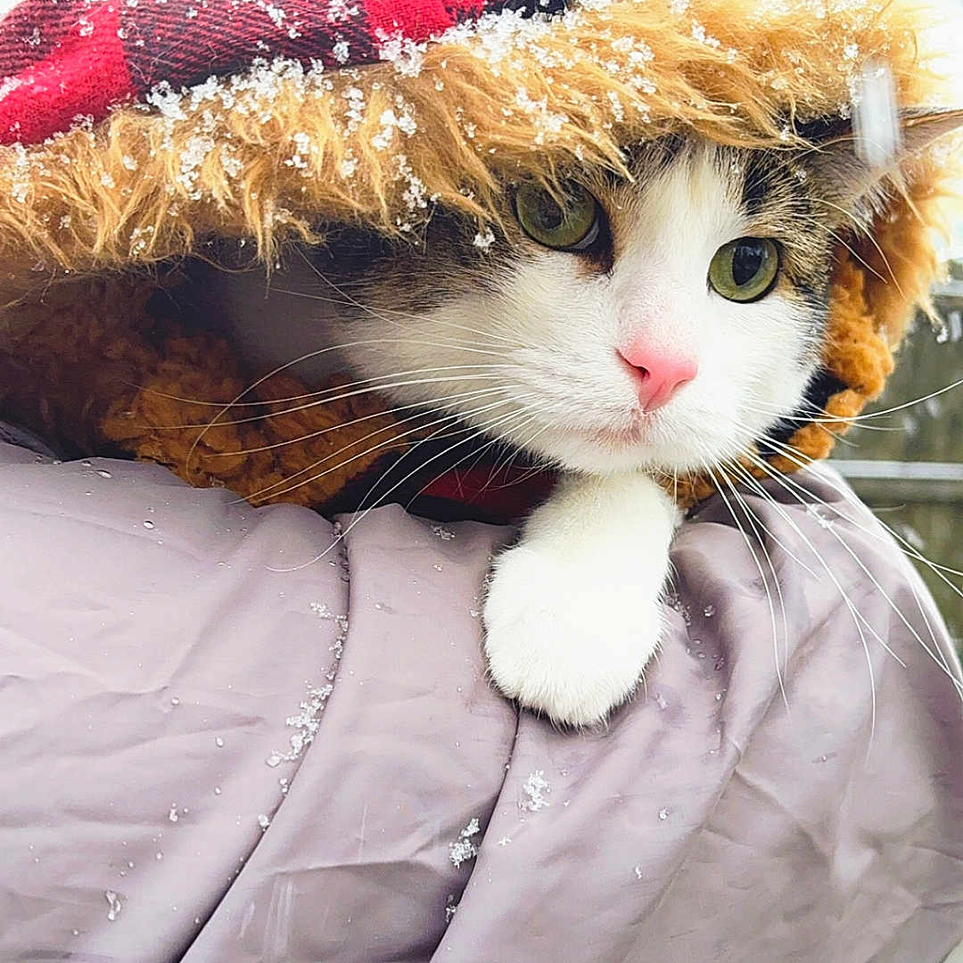 Oliver joined the competition — help win amazing prizes! cat, animal, pet, snow, winter, hood, fur, paw, coat, outdoor, curious, cute, whiskers, pink_nose, green_eyes, warm_clothing, closeup, portrait, frozen, nature