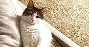 Oliver is registered to the contest to win money with this photo: cat, feline, pet, indoor, couch, carpet, relaxed, white_fur, tabby_fur, paws, resting, cozy, home, animal, cute, fur, mammal, living_room, soft, comfortable
