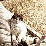 cat, feline, pet, indoor, couch, carpet, relaxed, white_fur, tabby_fur, paws, resting, cozy, home, animal, cute, fur, mammal, living_room, soft, comfortable