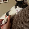 Oliver joined the competition — help win amazing prizes! cat, sleeping, hand, paw, couch, furniture, indoor, relaxation, home, cozy, pet, animal, white, brown, black, texture, closeup, soft, comfort, human