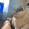 Oliver is registered to the contest to win money with this photo: cat, glasses, person, lap, sunlight, window, curtains, television, animated_character, indoor, cozy, furniture, carpet, relaxing, whiskers, ear, hand, tattoo, bracelet, living_room