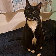 Bigboy is registered to the contest to win money with this photo: cat, black_and_white, tuxedo_cat, sitting, indoor, curtain, dandelion_pattern, rug, floor, pet, animal, whiskers, ears, eyes, tail, feline, domestic_cat, cute, alert, fur