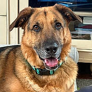 Flex is registered to the contest to win money with this photo: animal, black, brown, cabinet, canine, closeup, collar, dog, ears, eyes, face, fur, furniture, german_shepherd, happy, indoor, mammal, pet, portrait, tongue