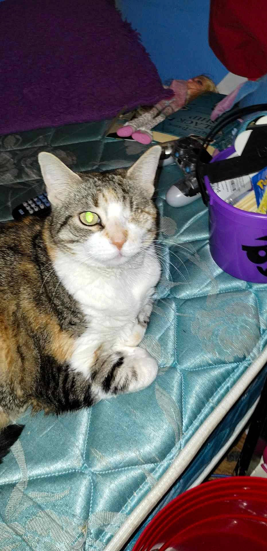 Tigeris joined the competition — help win amazing prizes! bag, basket, box, carnivore, cat, cat_supply, comfort, domestic_short_haired_cat, felidae, fur, paw, sitting, small_to_medium_sized_cats, whiskers