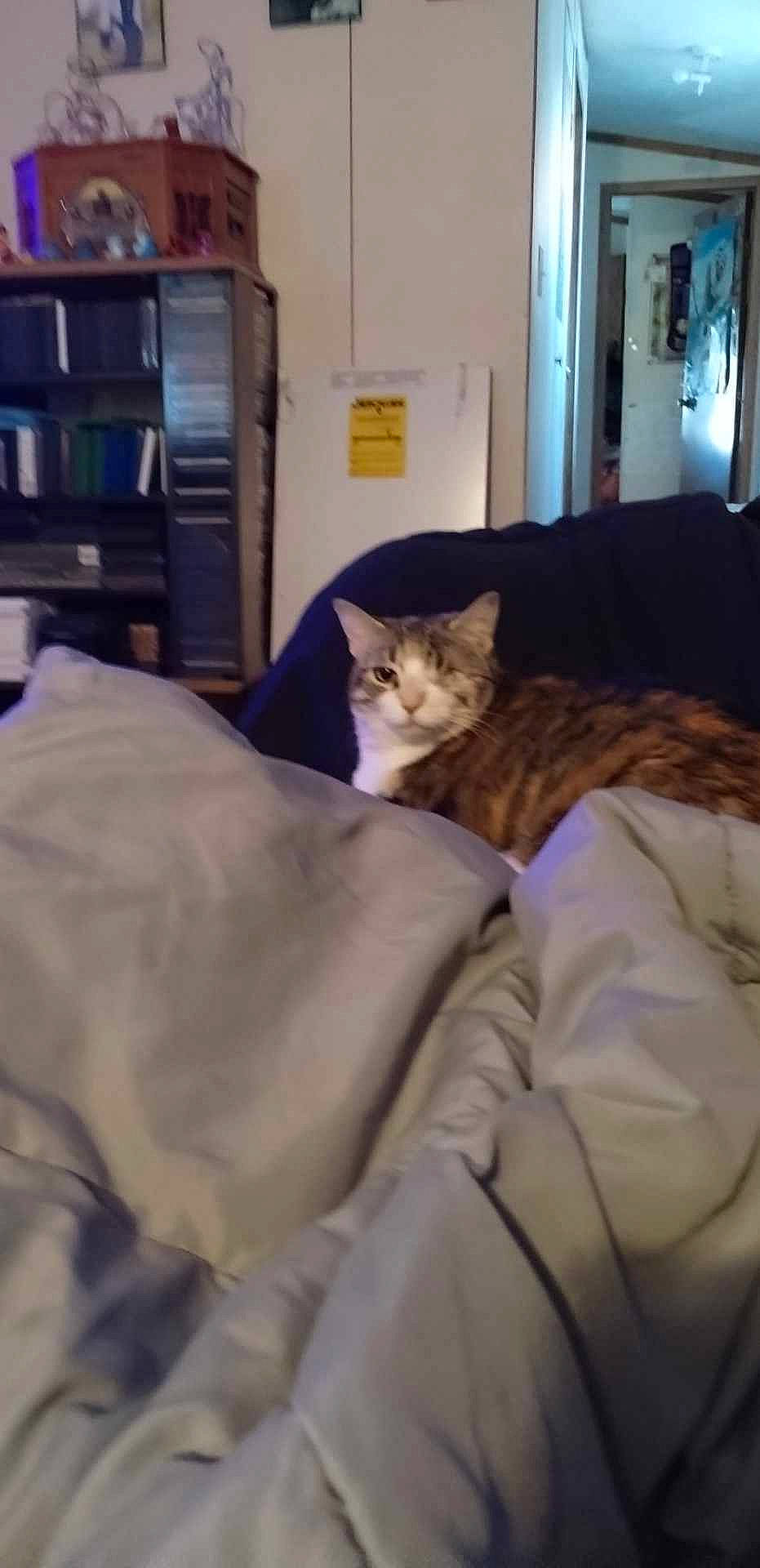 Tigeris is registered to the contest to win money with this photo: bed, bed_sheet, bedding, carnivore, cat, comfort, couch, domestic_short_haired_cat, duvet, fawn, felidae, fur, home_appliance, linens, room, shelf, sitting, small_to_medium_sized_cats, television, whiskers