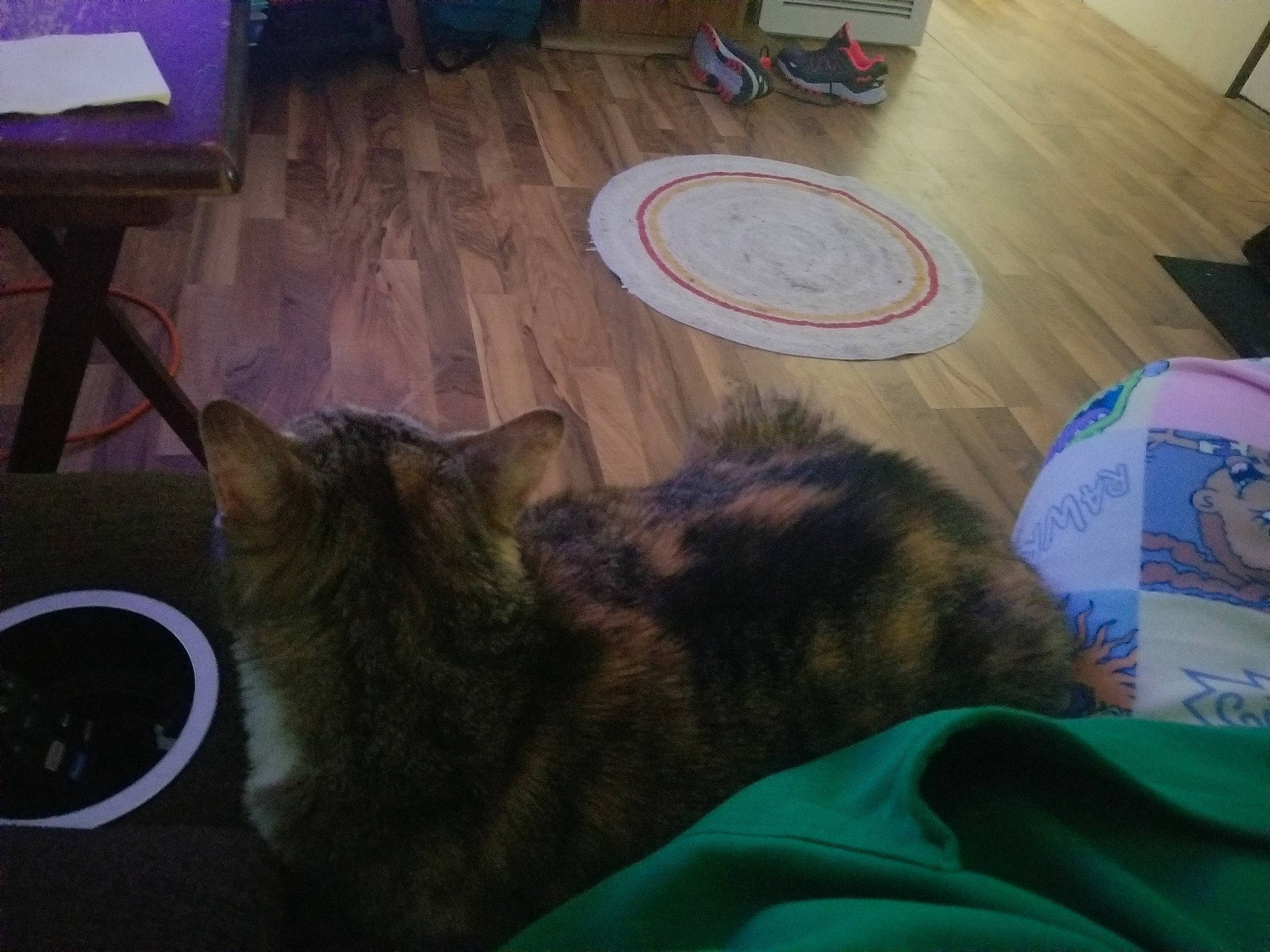 Tigeris joined the competition — help win amazing prizes! carnivore, cat, comfort, domestic_short_haired_cat, felidae, floor, flooring, fur, grass, hardwood, mammal, nap, room, small_to_medium_sized_cats, table, tail, vertebrate, whiskers, wood, wood_stain