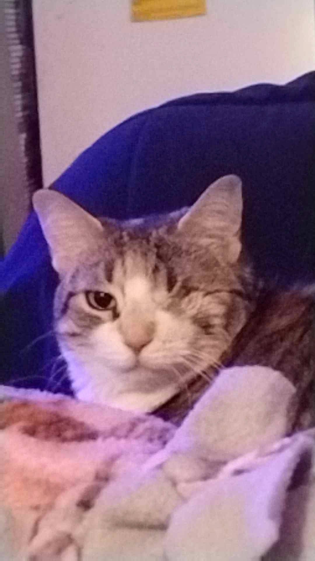 Tigeris is registered to the contest to win money with this photo: carnivore, cat, cat_supply, claw, comfort, domestic_short_haired_cat, electric_blue, felidae, fur, paw, photo_caption, small_to_medium_sized_cats, snout, square, whiskers