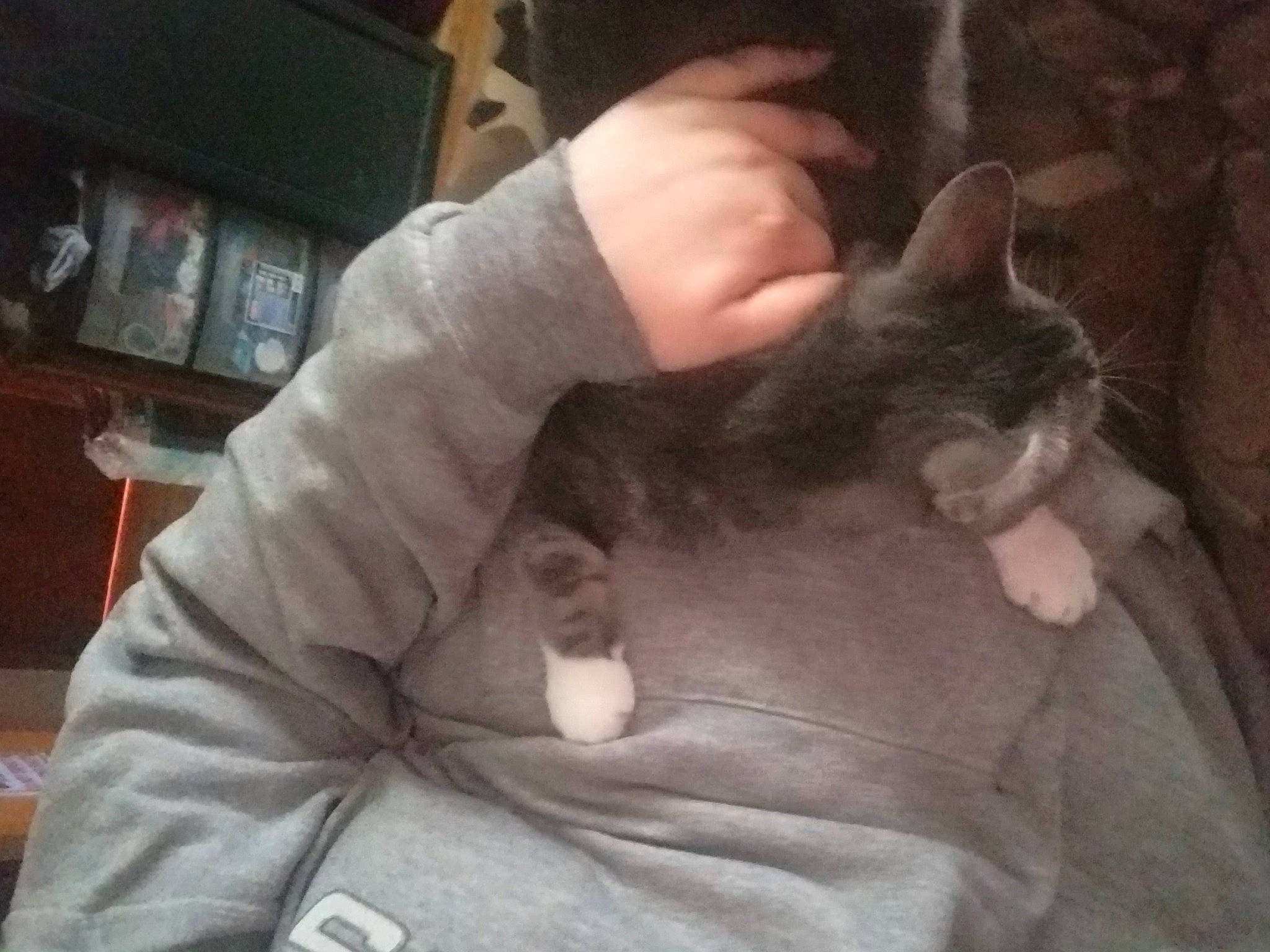 Wednesday is registered to the contest to win money with this photo: carnivore, cat, claw, cloud, comfort, domestic_short_haired_cat, ear, felidae, fur, gesture, hand, human_leg, lap, nail, paw, sitting, small_to_medium_sized_cats, tail, thumb, whiskers