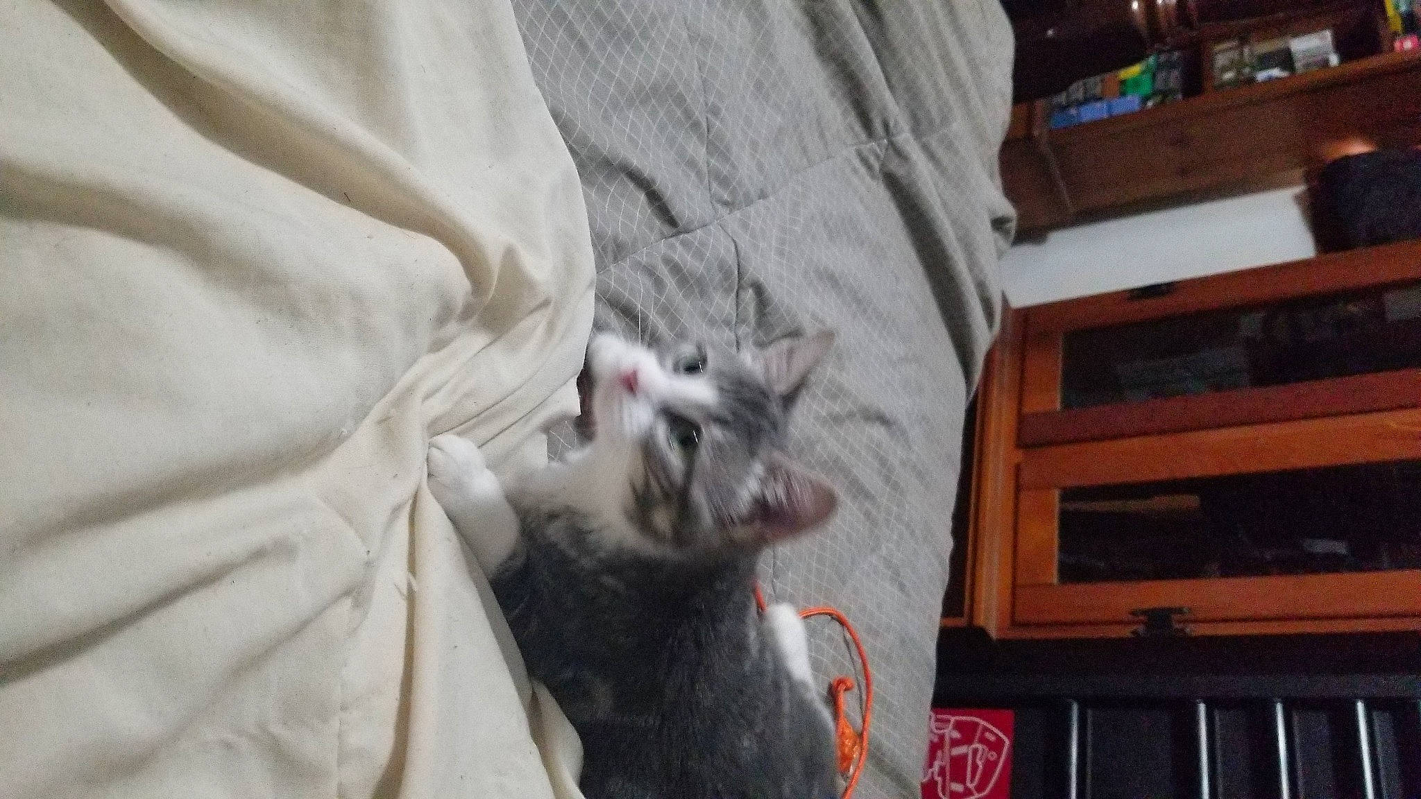 Wednesday is registered to the contest to win money with this photo: canidae, carnivore, cat, fang, felidae, fur, grey, hardwood, linens, sleeve, small_to_medium_sized_cats, tail, terrestrial_animal, whiskers, wildlife, wood