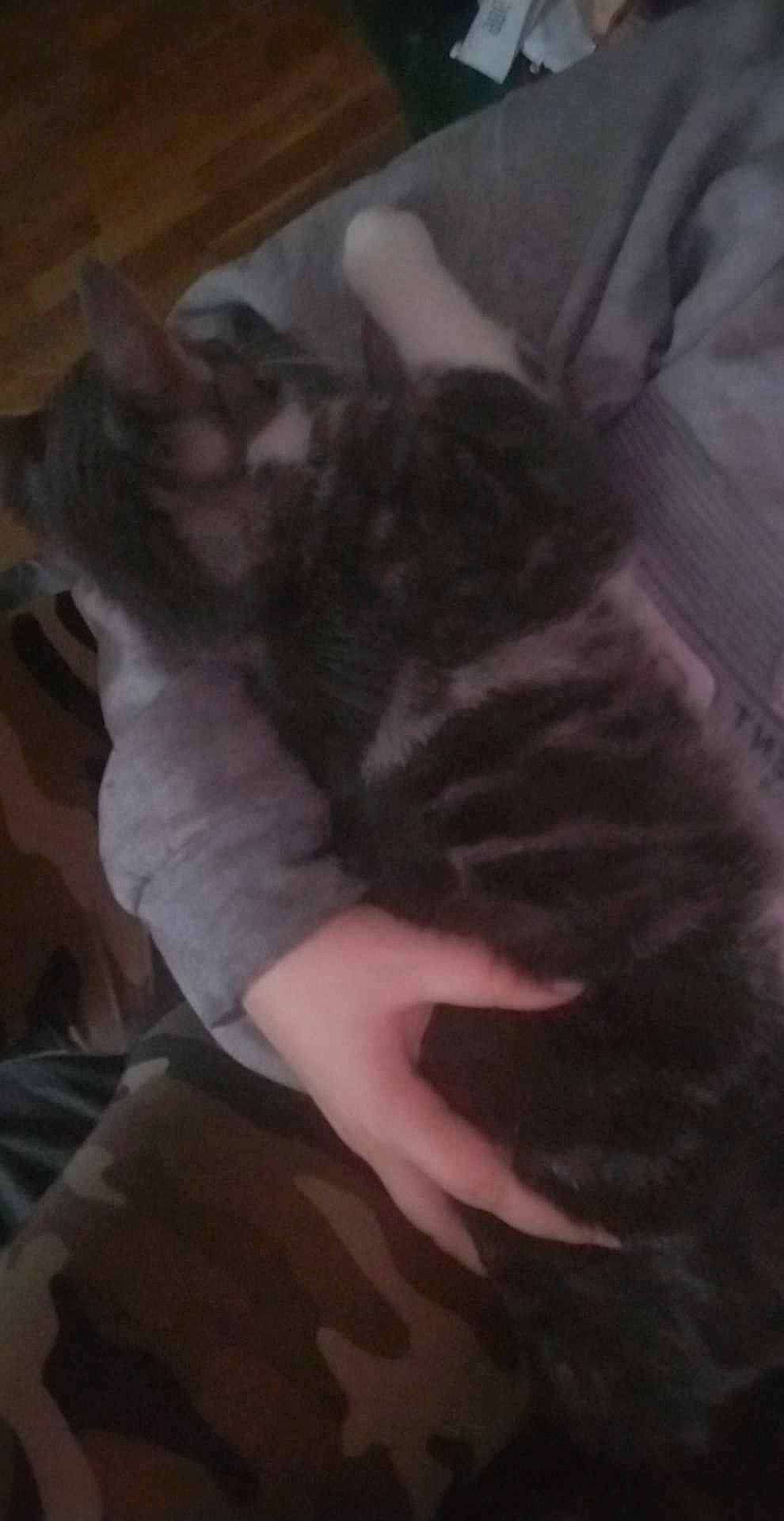 Wednesday is registered to the contest to win money with this photo: carnivore, cat, comfort, darkness, dog_breed, domestic_short_haired_cat, felidae, flooring, fur, grey, hardwood, human_leg, paw, small_to_medium_sized_cats, tail, whiskers, wood