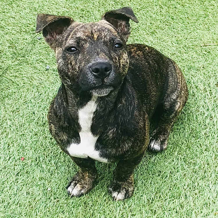 Xena participe au concours pour gagner de l'argent avec cette photo : animal, ball, boxer, bulldog, canine, dog, football, frenchbulldog, grass, green, hound, labradorretriever, lawn, pet, pitbull, plant, puppy, soccer, soccerball, sport