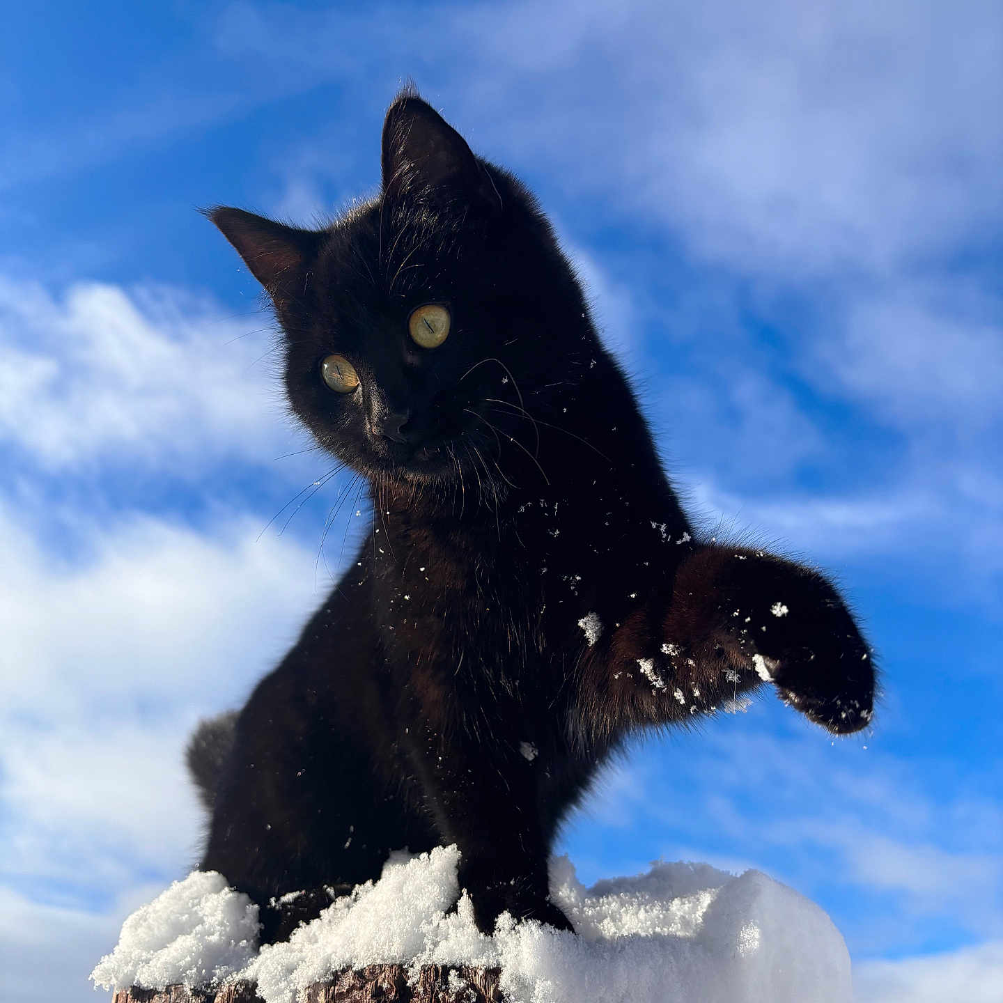 Kitty Kitty Meow joined the competition — help win amazing prizes! animal, black_cat, blue_sky, clouds, curious, cute, daytime, feline, fur, nature, outdoor, paw, pet, playful, snow, sunlight, tree_stump, whiskers, wildlife, winter