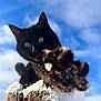 animal, black_cat, cat, closeup, clouds, curious, daylight, ears, feline, nature, outdoor, paw, pet, playful, sky, snow, tree_stump, whiskers, wildlife, winter