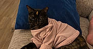 Louise is registered to the contest to win money with this photo: animal, blanket, cat, clothing, couch, cozy, door, floor, foot, furniture, home, indoor, living_room, orange_cat, pet, pillow, relaxing, sweater, tortoiseshell_cat, wood_floor