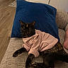 animal, blanket, cat, clothing, couch, cozy, door, floor, foot, furniture, home, indoor, living_room, orange_cat, pet, pillow, relaxing, sweater, tortoiseshell_cat, wood_floor