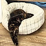 Louise joined the competition — help win amazing prizes! animal, calm, cat, comfort, cozy, curled_up, domestic_animal, fur, furniture, home, household, indoor, paws, pet_bed, plush, relaxed, resting, sleeping, tortoiseshell_cat, wooden_floor
