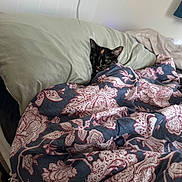 Louise joined the competition — help win amazing prizes! animal, bed, blanket, cat, comfort, cozy, cute, domestic_animal, feline, floral_pattern, indoor, pet, pillow, relaxing, resting, sleepy, snuggled, soft, tucked_in, warm