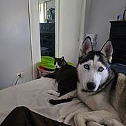 Apollo joined the competition — help win amazing prizes! animal, bed, blue_eyes, cat, companion, cozy, dog, domestic, dresser, furniture, gray_cat, household, husky, indoor, mirror, pet, relaxed, resting, room, white_bedspread