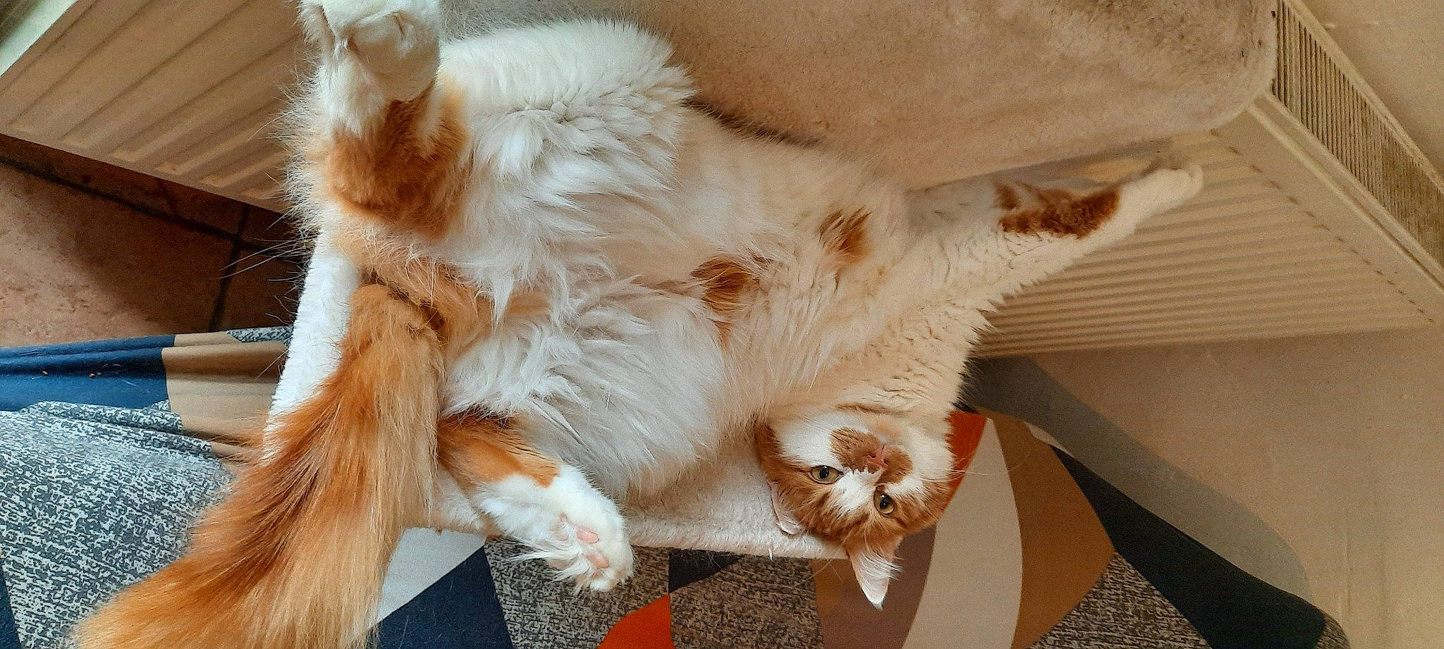 Ragnar a rejoint le concours — aidez-le/la à gagner de superbes lots ! canidae, carnivore, cat, claw, comfort, companion_dog, dog_breed, fawn, felidae, foot, fur, metal, nap, paw, small_to_medium_sized_cats, snout, tail, whiskers