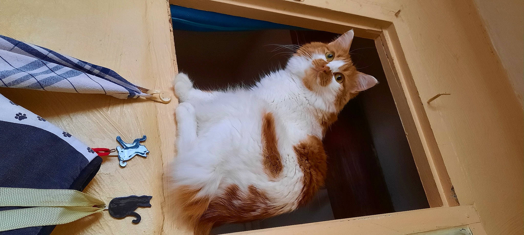 Ragnar a rejoint le concours — aidez-le/la à gagner de superbes lots ! art, box, cardboard, carnivore, cat, domestic_short_haired_cat, fawn, felidae, flooring, fur, hardwood, paw, plywood, rectangle, room, small_to_medium_sized_cats, tail, whiskers, window, wood