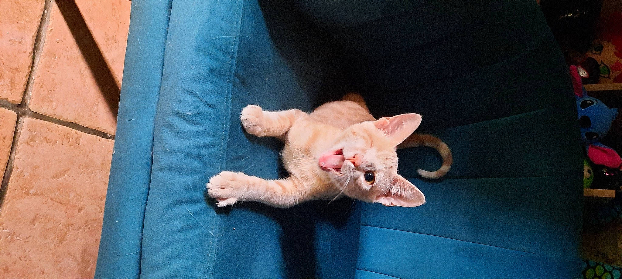 Zuko a rejoint le concours — aidez-le/la à gagner de superbes lots ! canidae, carnivore, cat, claw, comfort, devon_rex, dog_breed, domestic_short_haired_cat, eye, fawn, felidae, foot, fur, musical_instrument, nail, paw, small_to_medium_sized_cats, snout, tail, whiskers