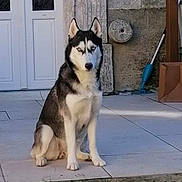 Nala participe au concours pour gagner de l'argent avec cette photo : dog, siberian_husky, animal, pet, outdoor, porch, stone_wall, door, tiled_floor, blue_eyes, sitting, fur, canine, mammal, house, quiet, alert, domestic_animal, companion, guard_dog