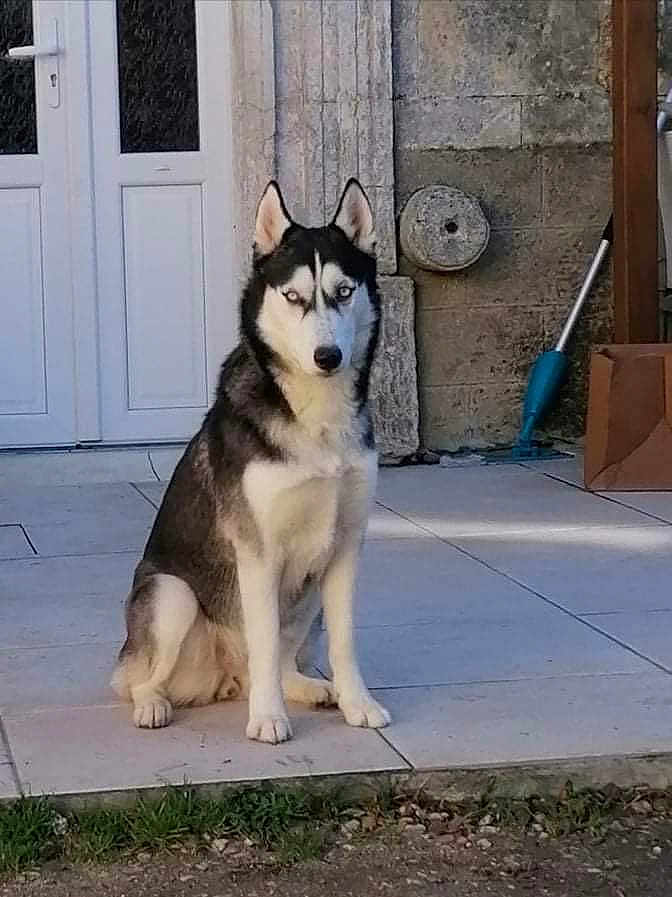 Nala participe au concours pour gagner de l'argent avec cette photo : dog, siberian_husky, animal, pet, outdoor, porch, stone_wall, door, tiled_floor, blue_eyes, sitting, fur, canine, mammal, house, quiet, alert, domestic_animal, companion, guard_dog