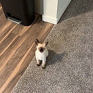 Izzy joined the competition — help win amazing prizes! kitten, cat, siamese, carpet, floor, hardwood_floor, trash_bin, indoor, pet, small, curious, animal, feline, young, brown_paws, white_fur, ears, wall, corner, household