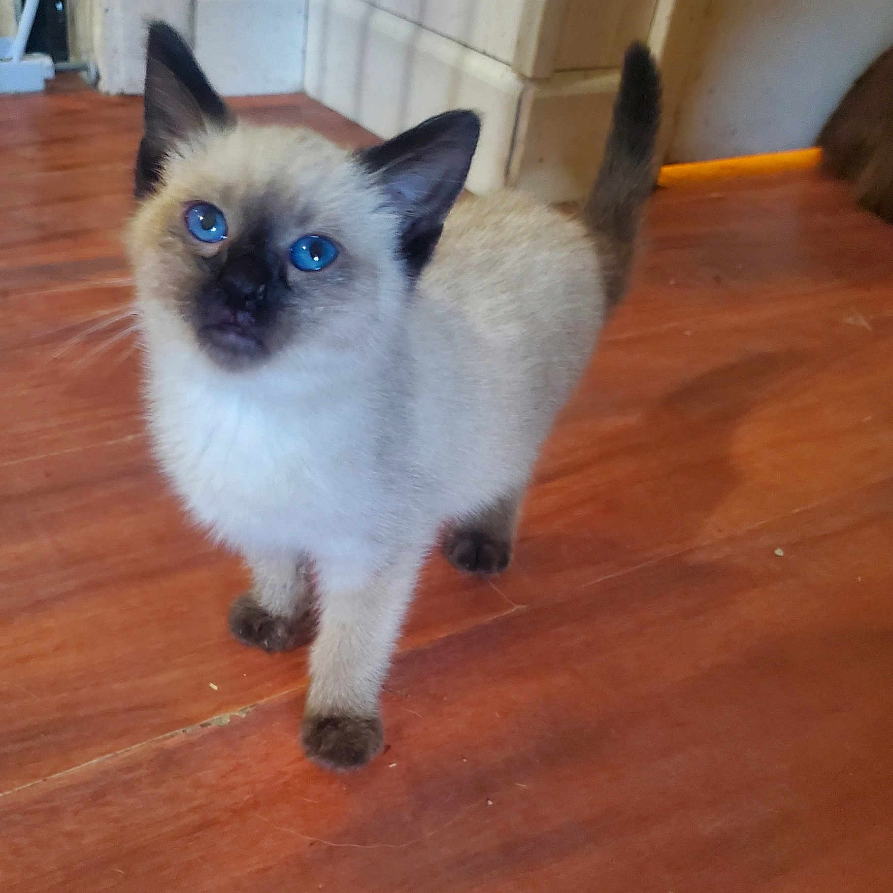Romeo joined the competition — help win amazing prizes! animal, blue_eyes, cat, curious, cute, domestic, ears, floor, fur, indoor, kitten, mammal, pet, shadow, siamese, small, tail, whiskers, wooden_floor, young