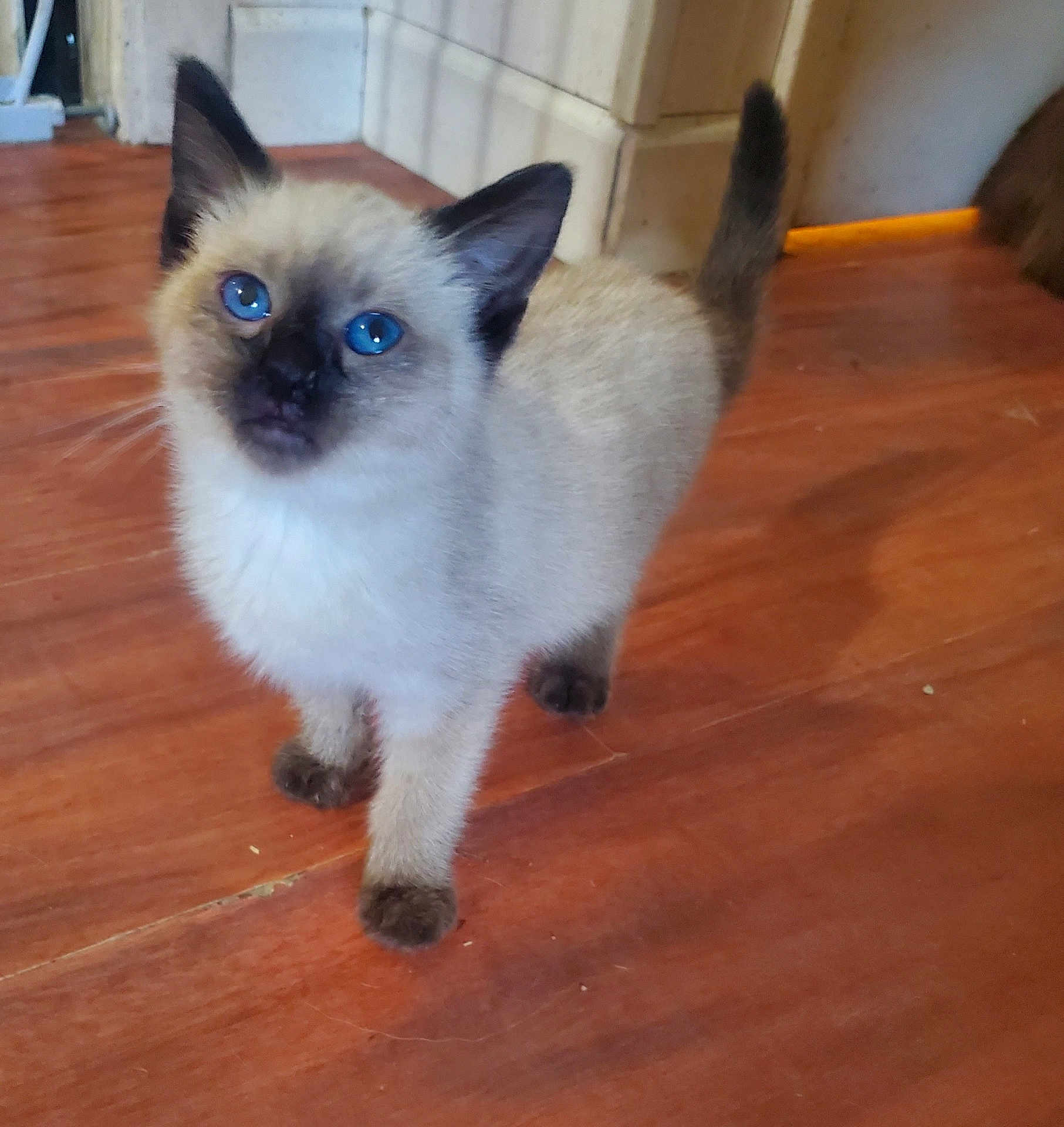 Romeo