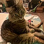 Merlin Millican is registered to the contest to win money with this photo: cat, tabby, green_eyes, fluffy, pet, indoor, bed, bedspread, feline, animal, relaxed, curious, fur, domestic_cat, striped, mammal, resting, cozy, room, clutter