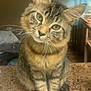 animal, cat, closeup, countertop, curious, cute, domestic, ears, face, feline, fur, household, indoor, pet, portrait, sitting, soft_light, tabby, tail, whiskers
