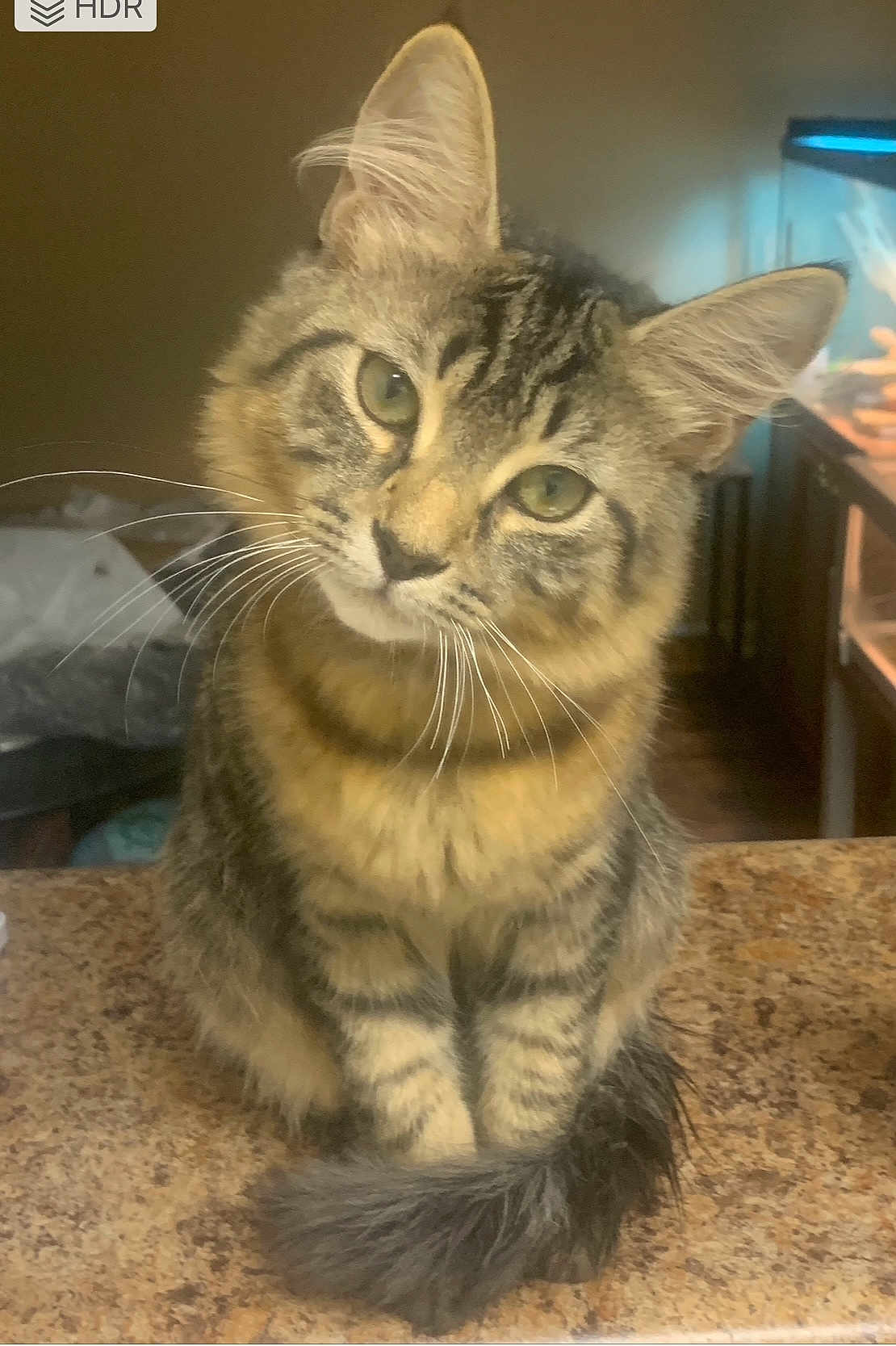Merlin Millican joined the competition — help win amazing prizes! cat, tabby, pet, feline, whiskers, ears, tail, curious, indoor, countertop, fur, animal, domestic, portrait, sitting, face, closeup, soft_light, household, cute