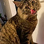Merlin Millican is registered to the contest to win money with this photo: tabby_cat, cat, feline, tongue_out, licking, indoor, pet, animal, striped_fur, whiskers, ears, sitting, close_up, cute, playful, domestic_cat, furry, mammal, household, red_surface
