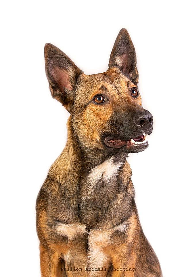 Phoenix a rejoint le concours — aidez-le/la à gagner de superbes lots ! ancient_dog_breeds, art, canidae, canis, carnivore, dog, dog_breed, dog_supply, drawing, illustration, liver, painting, sporting_group, swift_fox, terrestrial_animal, whiskers, working_animal, working_dog