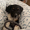 puppy, dog, blanket, rope_toy, indoor, bedroom, cozy, pet, cute, black_and_white, fur, animal, resting, domestic, young, comfort, pattern, soft, home, relaxing
