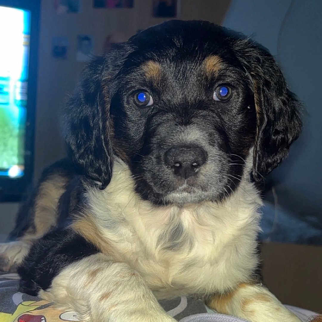 Fox participe au concours pour gagner de l'argent avec cette photo : puppy, dog, bed, blanket, cartoon, indoor, pet, animal, fur, cute, young, portrait, looking, paw, black, white, brown, face, ears, eyes