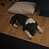Fox participe au concours pour gagner de l'argent avec cette photo : puppy, dog, black_and_white, floor, wooden_floor, pillow, indoor, resting, cute, pet, animal, laying_down, young_dog, domestic, home, relaxed, fur, small_dog, sleepy, cozy